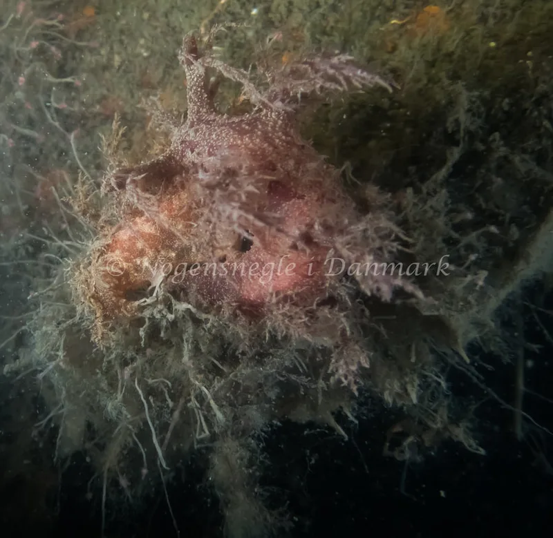 Dendronotus europaeus - Landgangsbåden - Foto: Kenneth Krull