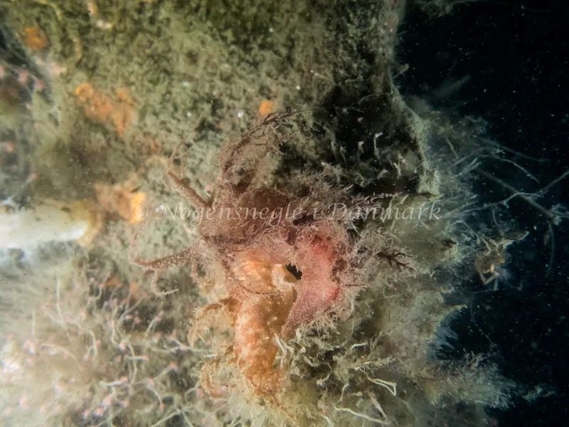 Dendronotus europaeus - Landgangsbåden - Foto: Kenneth Krull