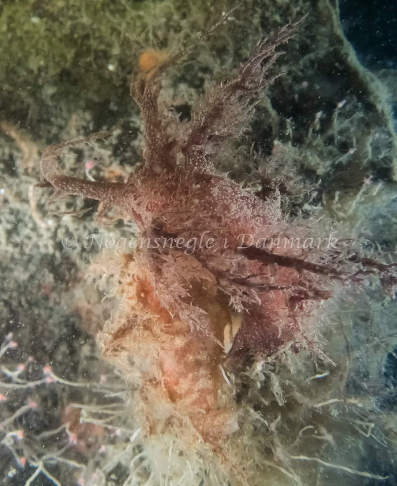 Dendronotus europaeus - Landgangsbåden - Foto: Kenneth Krull