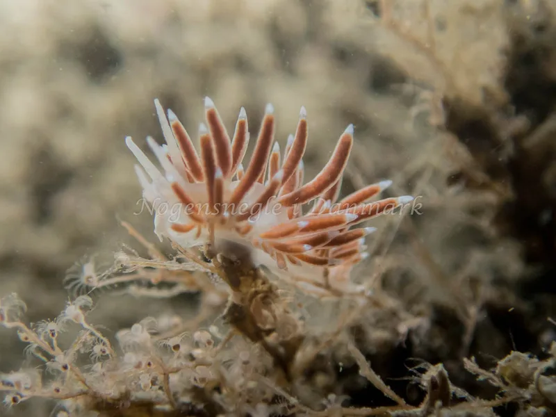 Microchlamylla gracilis - Otto S/S (Vrag) - Foto: Kenneth Krull