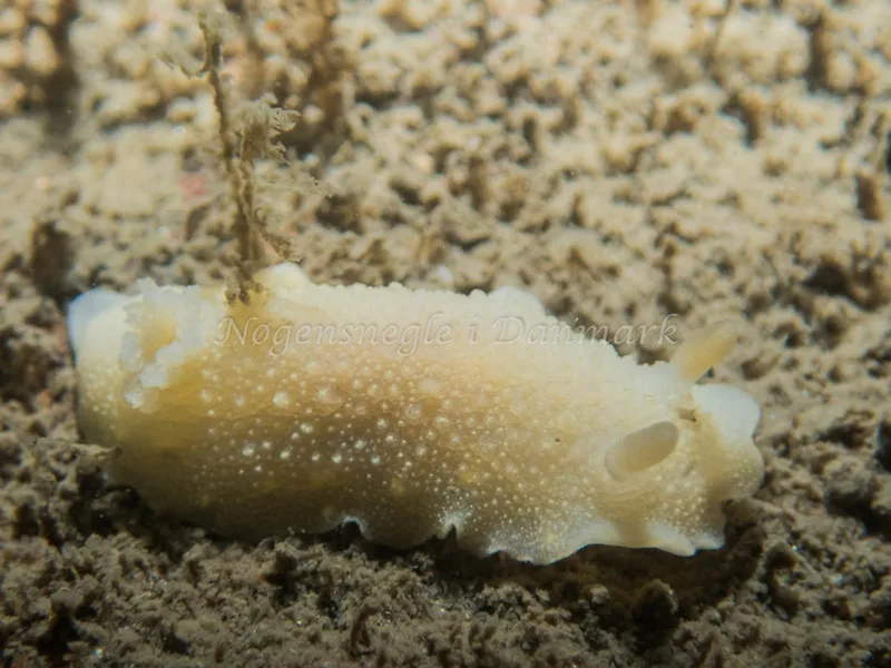 Cadlina laevis - Otto S/S (Vrag) - Foto: Kenneth Krull