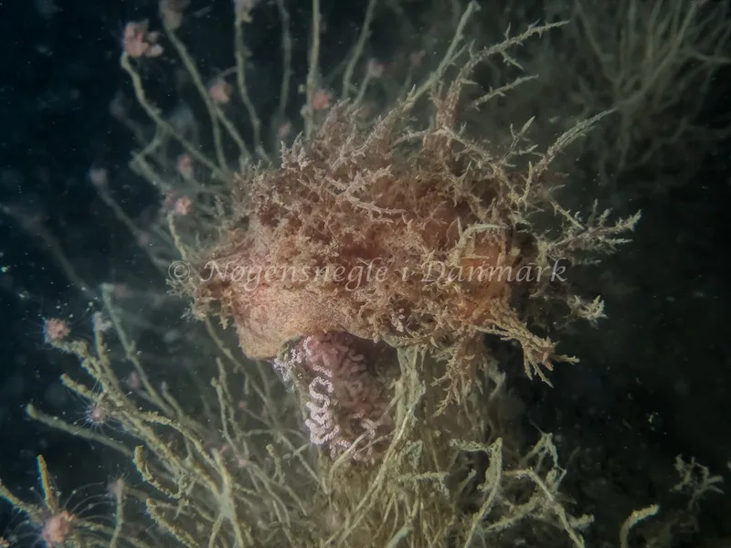 Dendronotus europaeus - Hven Prammen - Foto: Kenneth Krull