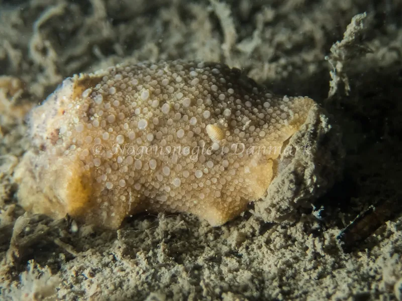 Doris pseudoargus - Hven Prammen - Foto: Kenneth Krull