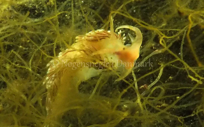 Facelina bostoniensis - Kollund Lillestrand - Foto: Jens Egon Jørgensen