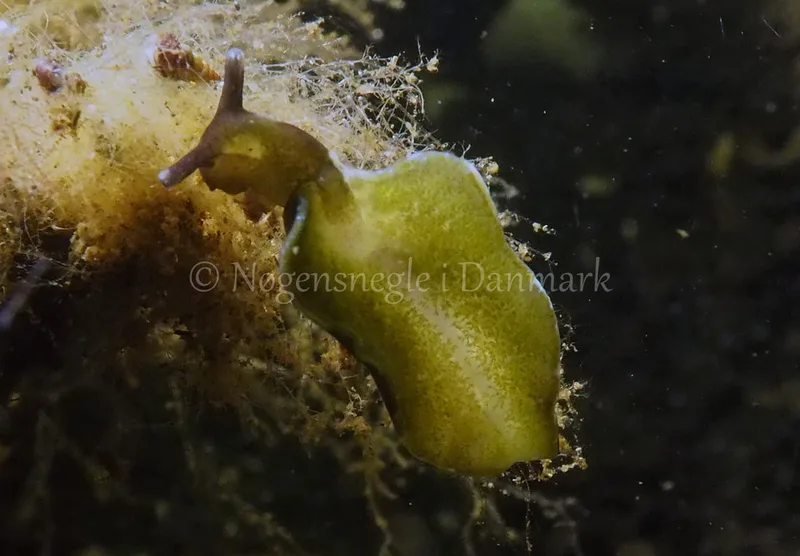Elysia viridis - Kollund Lillestrand - Foto: Jens Egon Jørgensen