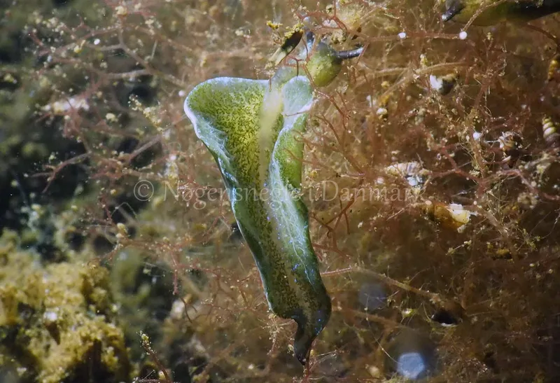 Elysia viridis - Kollund Lillestrand - Foto: Jens Egon Jørgensen