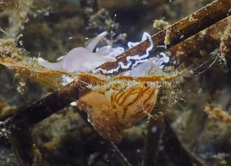Facelina bostoniensis - Kollund Lillestrand - Foto: Jens Egon Jørgensen