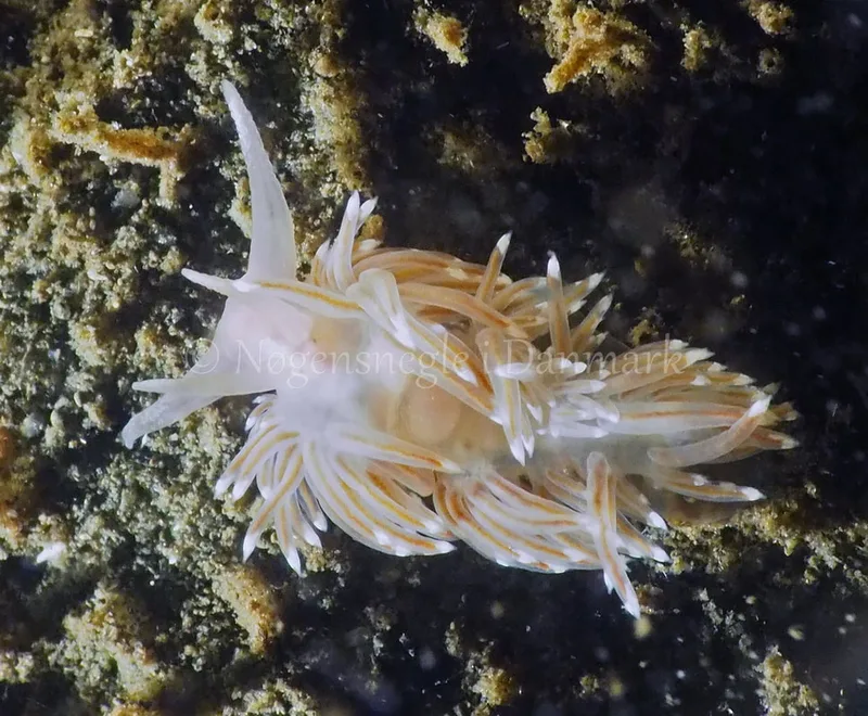 Facelina bostoniensis - Kollund Lillestrand - Foto: Jens Egon Jørgensen