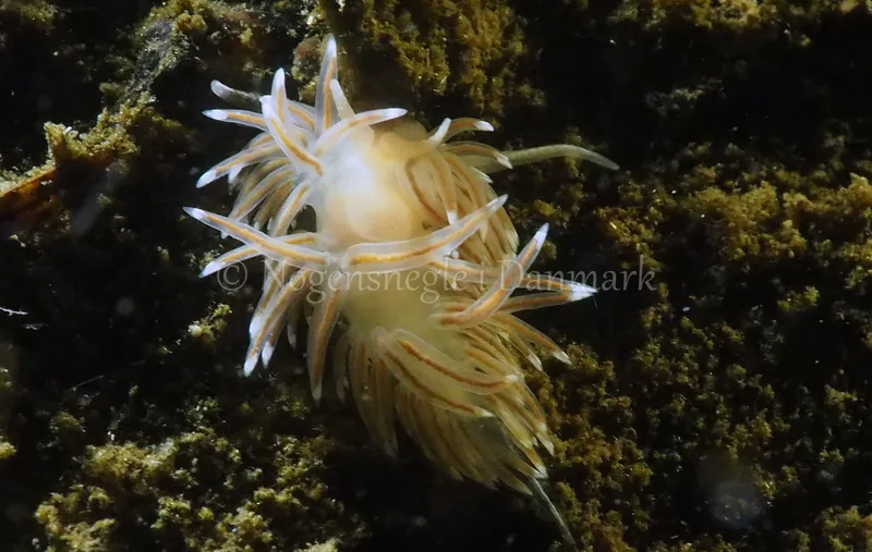 Facelina bostoniensis - Kollund Lillestrand - Foto: Jens Egon Jørgensen