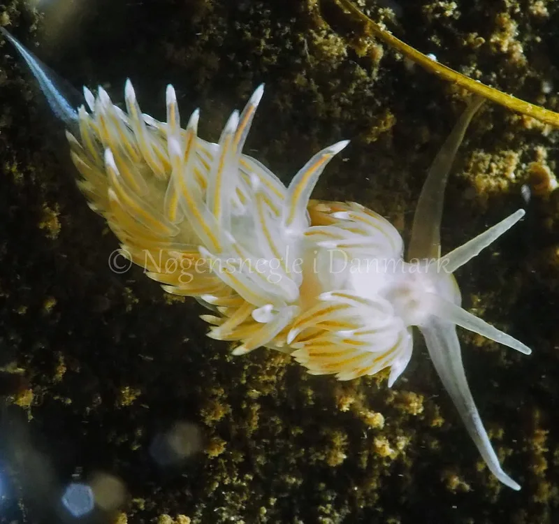 Facelina bostoniensis - Kollund Lillestrand - Foto: Jens Egon Jørgensen