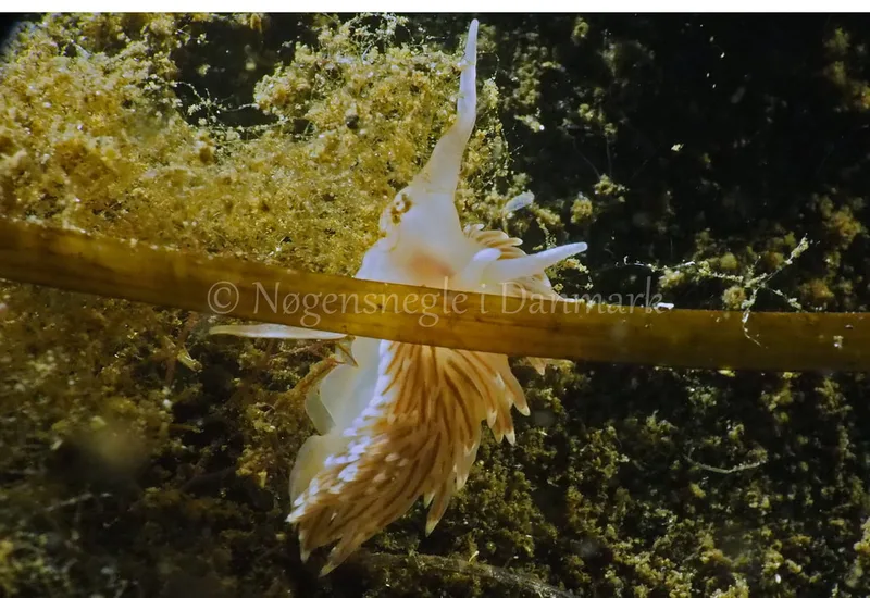 Facelina bostoniensis - Kollund Lillestrand - Foto: Jens Egon Jørgensen