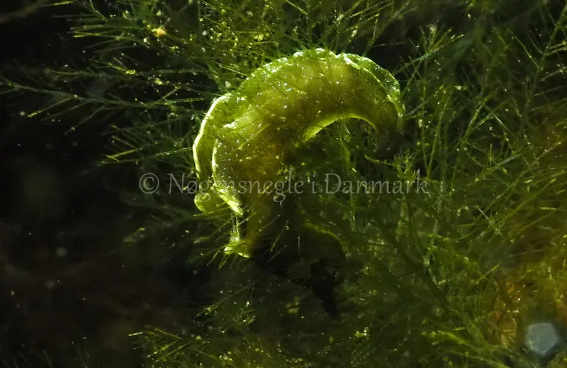 Elysia viridis - Kollund Lillestrand - Foto: Jens Egon Jørgensen