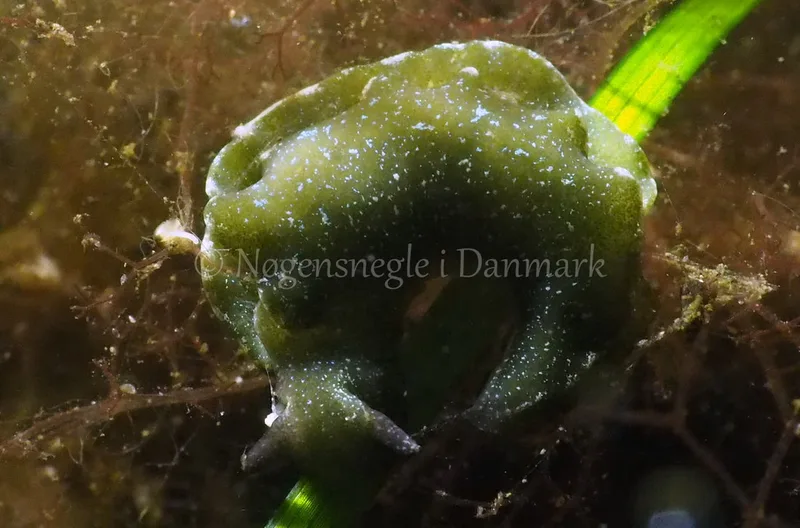 Elysia viridis - Kollund Lillestrand - Foto: Jens Egon Jørgensen