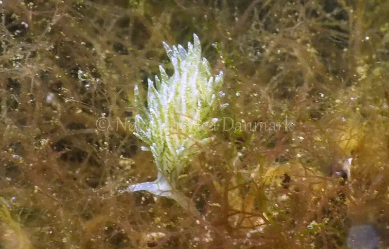 Placida dendritica - Kollund Lillestrand - Foto: Jens Egon Jørgensen