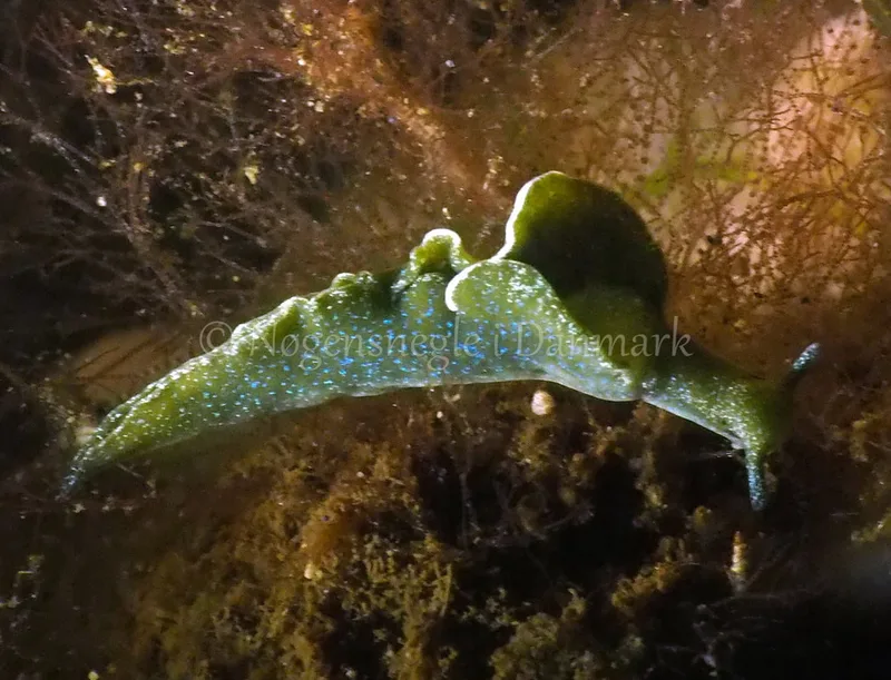 Elysia viridis - Kollund Lillestrand - Foto: Jens Egon Jørgensen