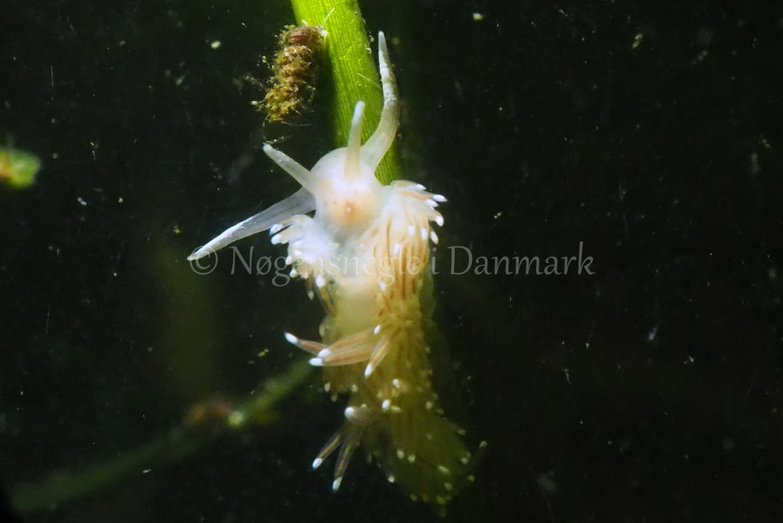 Facelina bostoniensis - Kollund Lillestrand - Foto: Jens Egon Jørgensen