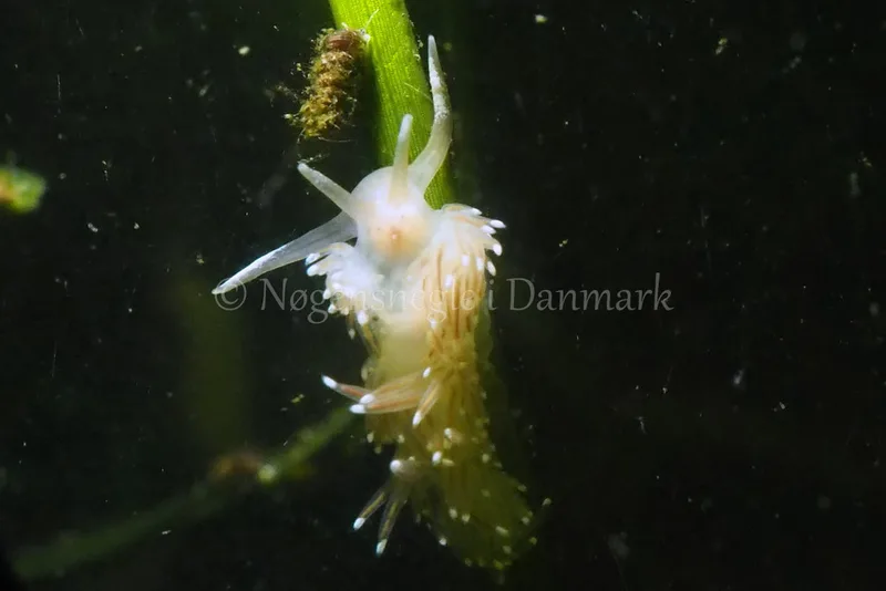 Facelina bostoniensis - Kollund Lillestrand - Foto: Jens Egon Jørgensen