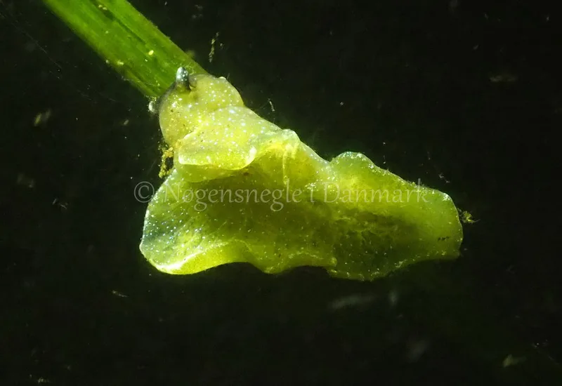 Elysia viridis - Kollund Lillestrand - Foto: Jens Egon Jørgensen
