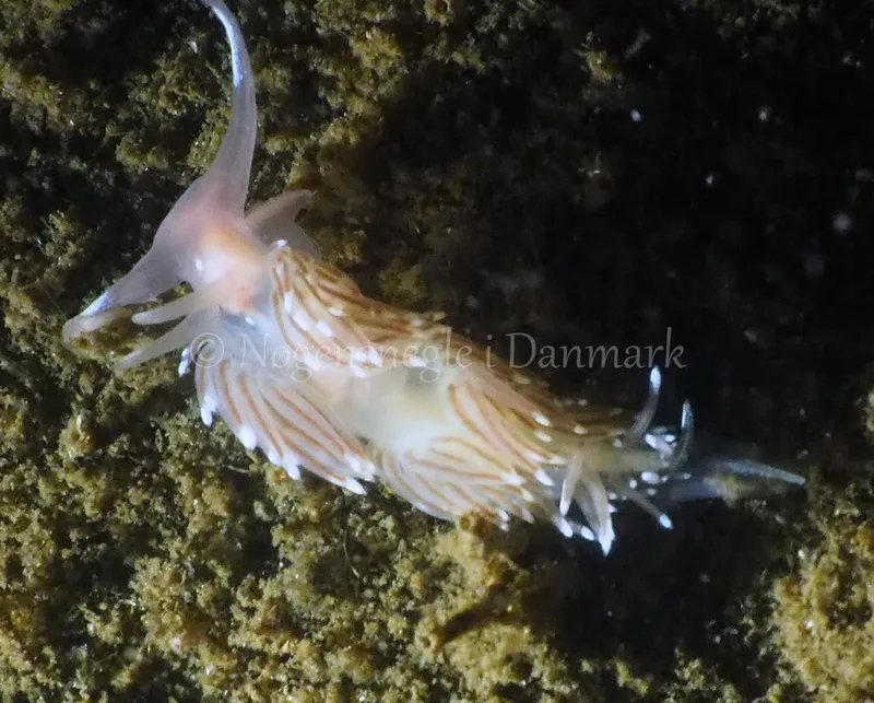 Facelina bostoniensis - Kollund Lillestrand - Foto: Jens Egon Jørgensen