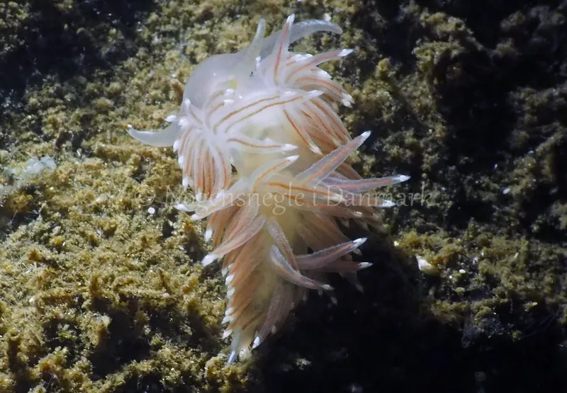Facelina bostoniensis - Kollund Lillestrand - Foto: Jens Egon Jørgensen