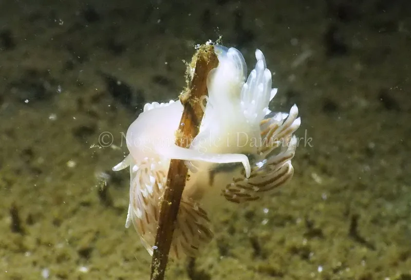 Facelina bostoniensis - Kollund Lillestrand - Foto: Jens Egon Jørgensen