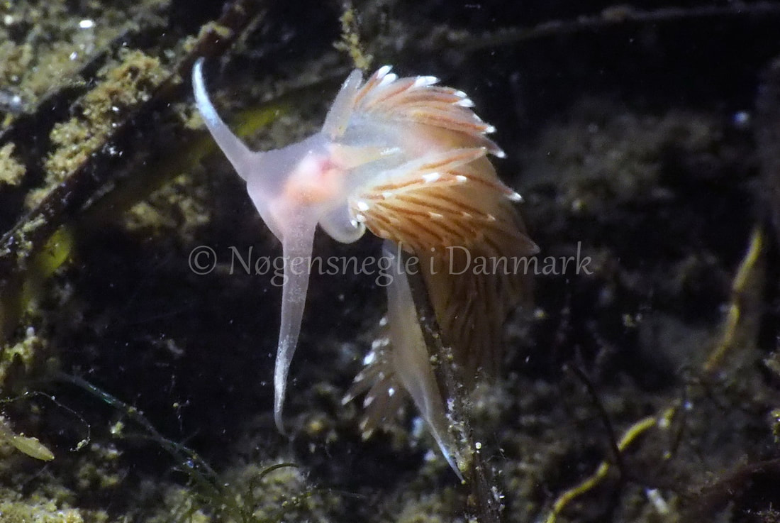 Facelina bostoniensis - Kollund Lillestrand - Foto: Jens Egon Jørgensen