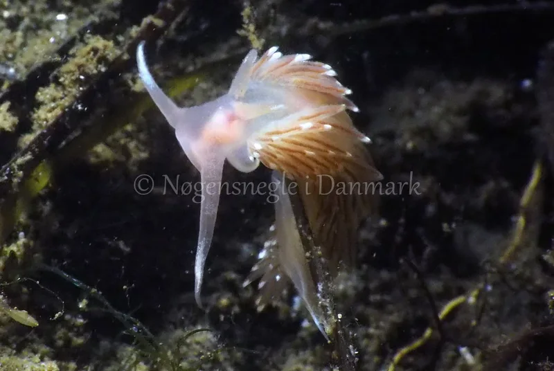 Facelina bostoniensis - Kollund Lillestrand - Foto: Jens Egon Jørgensen