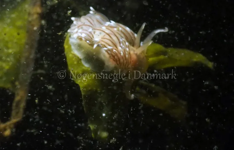 Facelina bostoniensis - Kollund Lillestrand - Foto: Jens Egon Jørgensen