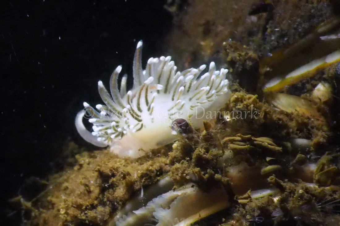 Facelina bostoniensis - Kollund Lillestrand - Foto: Jens Egon Jørgensen