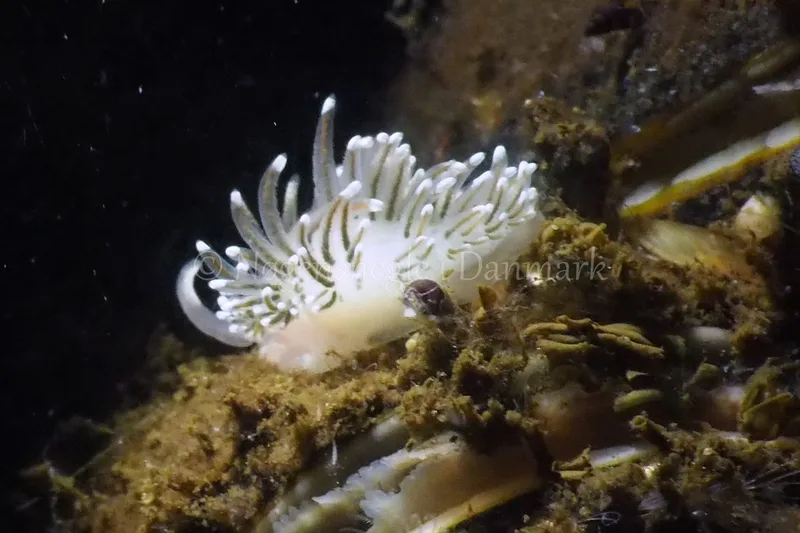 Facelina bostoniensis - Kollund Lillestrand - Foto: Jens Egon Jørgensen