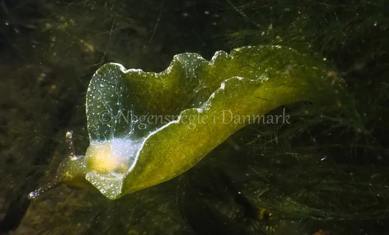 Elysia viridis - Kollund Lillestrand - Foto: Jens Egon Jørgensen