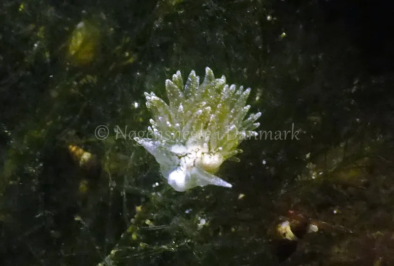 Placida dendritica - Kollund Lillestrand - Foto: Jens Egon Jørgensen