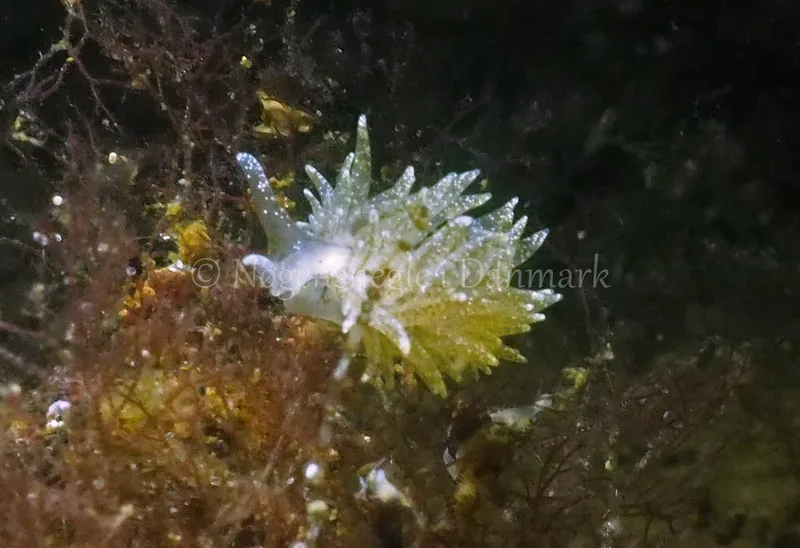 Placida dendritica - Kollund Lillestrand - Foto: Jens Egon Jørgensen