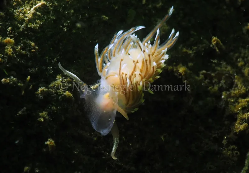 Facelina bostoniensis - Kollund Lillestrand - Foto: Jens Egon Jørgensen
