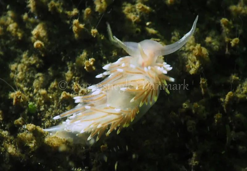 Facelina bostoniensis - Kollund Lillestrand - Foto: Jens Egon Jørgensen