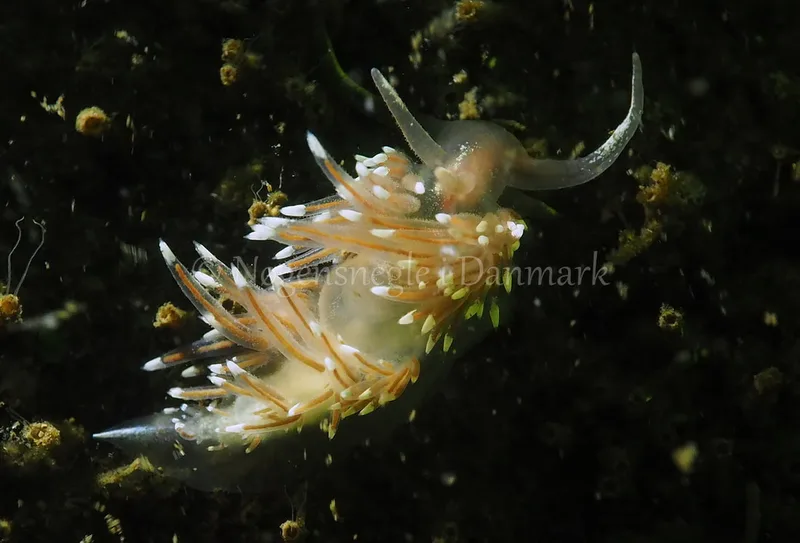 Facelina bostoniensis - Kollund Lillestrand - Foto: Jens Egon Jørgensen