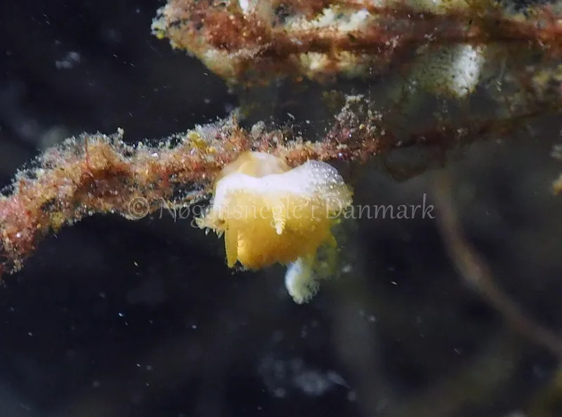 Acanthodoris pilosa - Kollund Lillestrand - Foto: Jens Egon Jørgensen