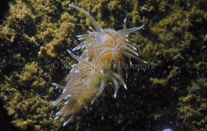 Facelina bostoniensis - Kollund Lillestrand - Foto: Jens Egon Jørgensen