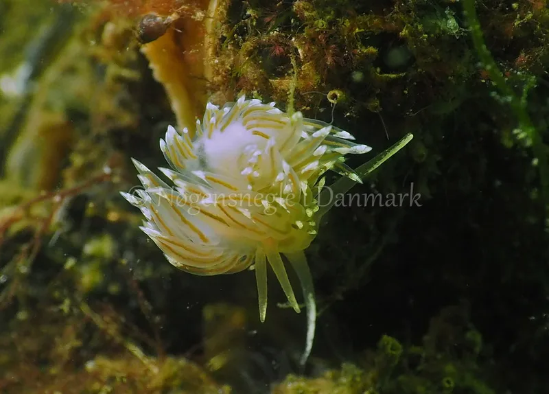 Facelina bostoniensis - Kollund Lillestrand - Foto: Jens Egon Jørgensen