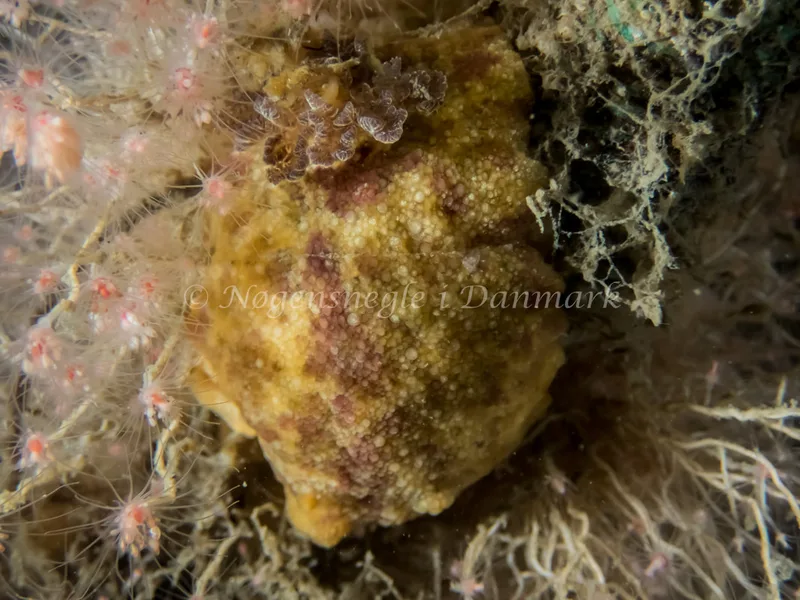 Doris pseudoargus - Hven Prammen - Foto: Kenneth Krull