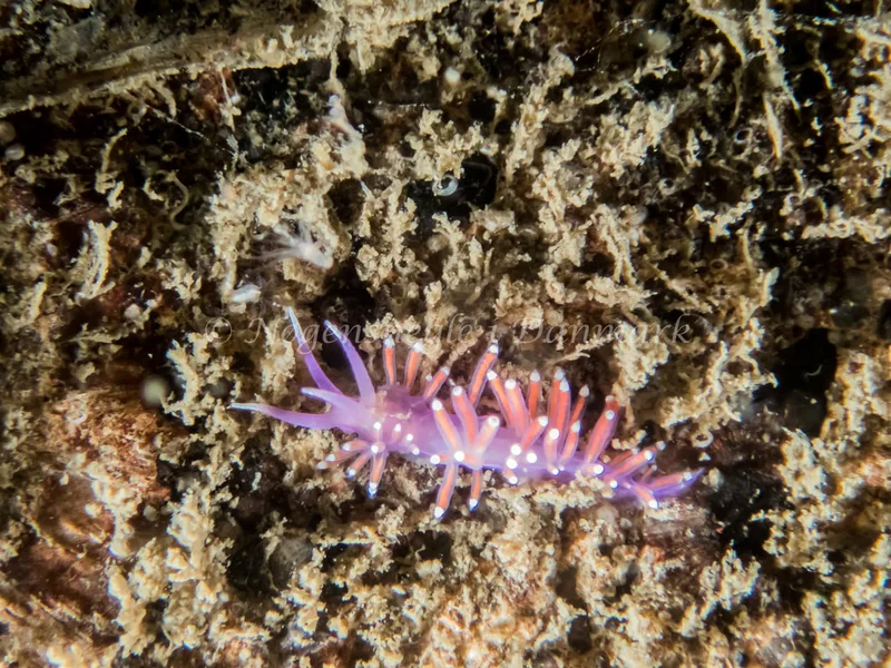 Edmundsella pedata - Hven Prammen - Foto: Kenneth Krull