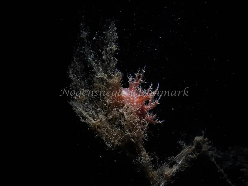 Dendronotus europaeus - Robert S/S (Vrag) - Foto: Kenneth Krull