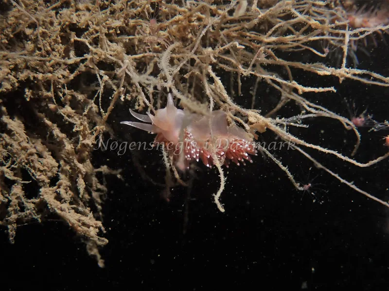 Coryphella verrucosa - Robert S/S (Vrag) - Foto: Kenneth Krull