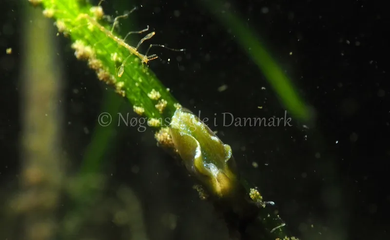 Elysia viridis - Sønderhav Strand - Foto: Jens Egon Jørgensen