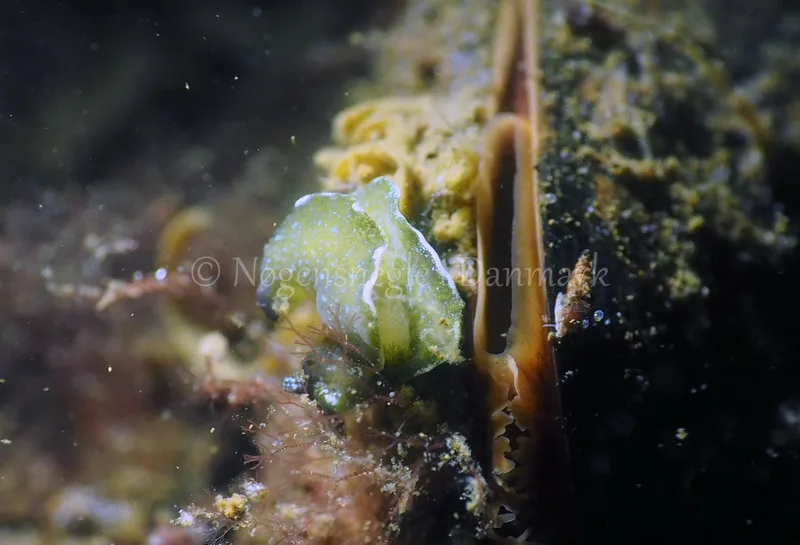 Elysia viridis - Sønderhav Strand - Foto: Jens Egon Jørgensen