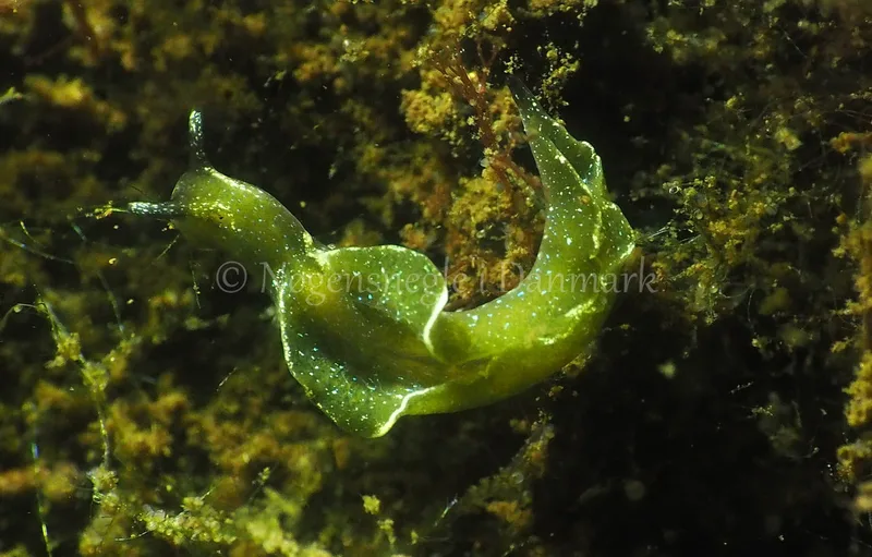 Elysia viridis - Sønderhav Strand - Foto: Jens Egon Jørgensen