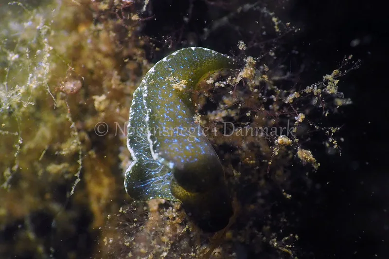 Elysia viridis - Sønderhav Strand - Foto: Jens Egon Jørgensen