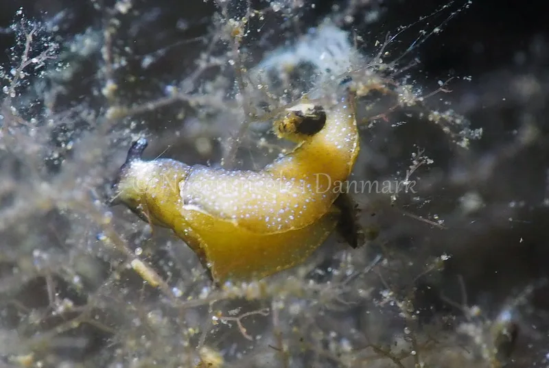 Elysia viridis - Sønderhav Strand - Foto: Jens Egon Jørgensen