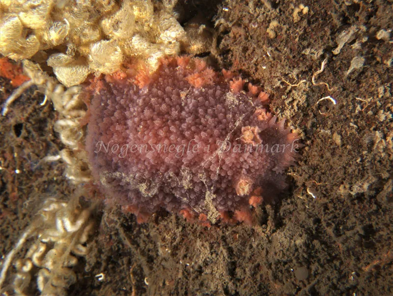 Tritonia hombergii - Malene Slotø (Vrag) - Foto: Kenneth Krull