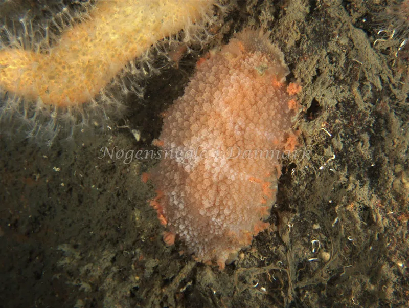 Tritonia hombergii - Malene Slotø (Vrag) - Foto: Kenneth Krull